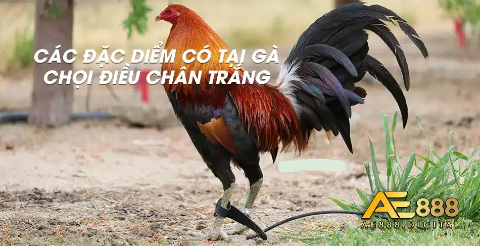 Những đặc điểm nổi trội của giống gà Chọi Điều Chân Trắng