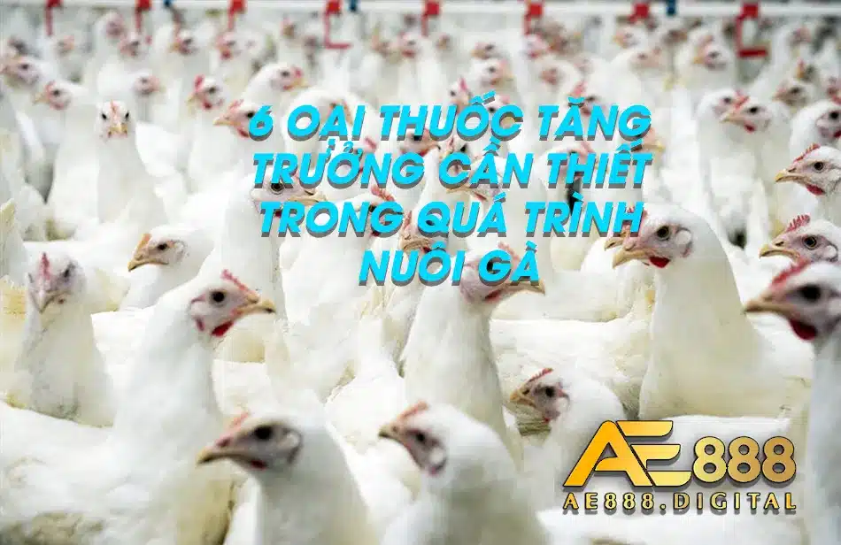 Tìm hiểu các loại thuốc tăng trưởng tối ưu cho gà