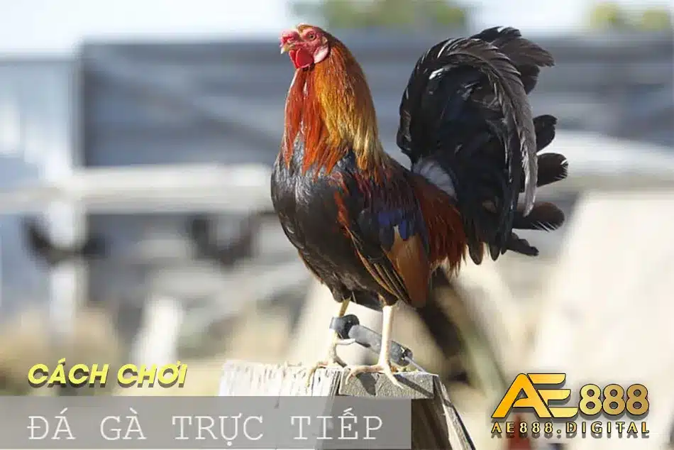 Cách chơi đá gà trực tuyến