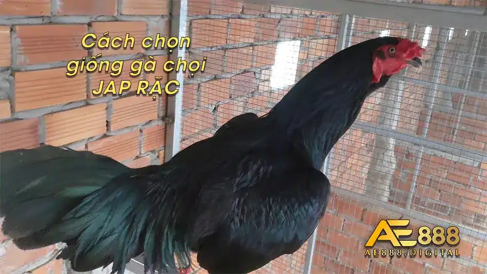 Cách chọn giống gà chọi JAP RẶC tốt nhất