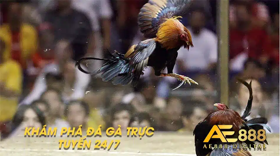 Khám phá sự hấp dẫn của đá gà trực tuyến