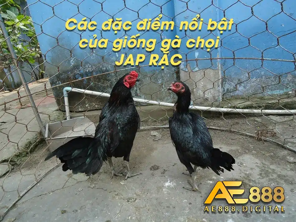 Nnững đặc điểm chỉ có trên gà chọi JAP RẶC