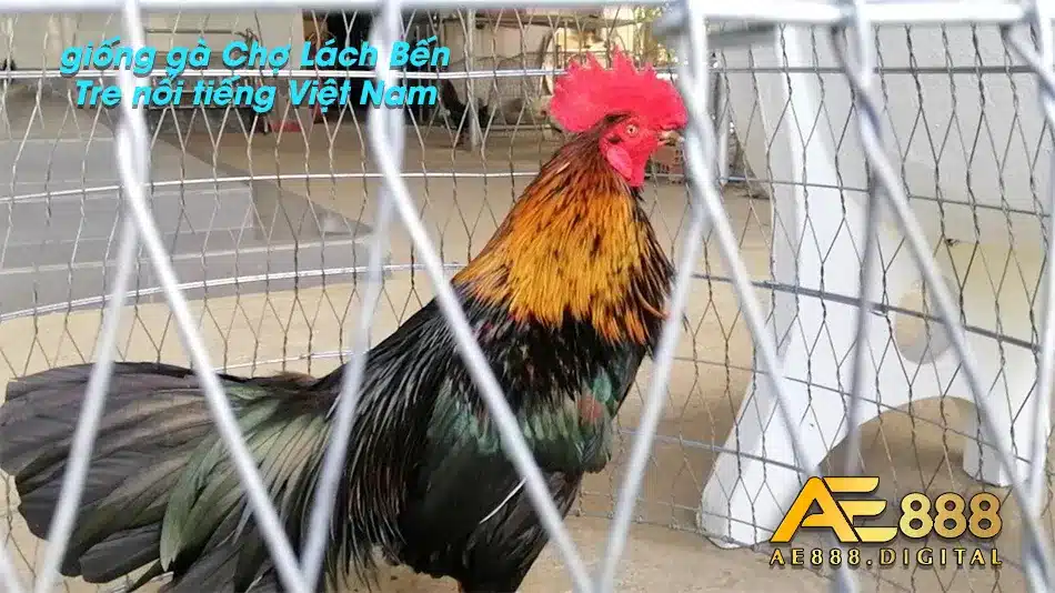 Các thông tin về gà Chợ Lách Bến Tre
