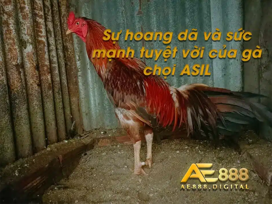 Sức mạnh hoang dã của giống gà ASIL 