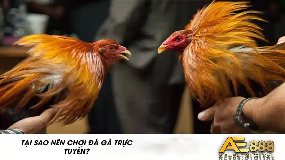 Các lí do bạn nên chơi đá gà trực tuyến