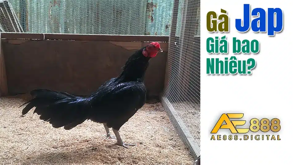 Các thông tin về giá gà chọi JAP RẶC