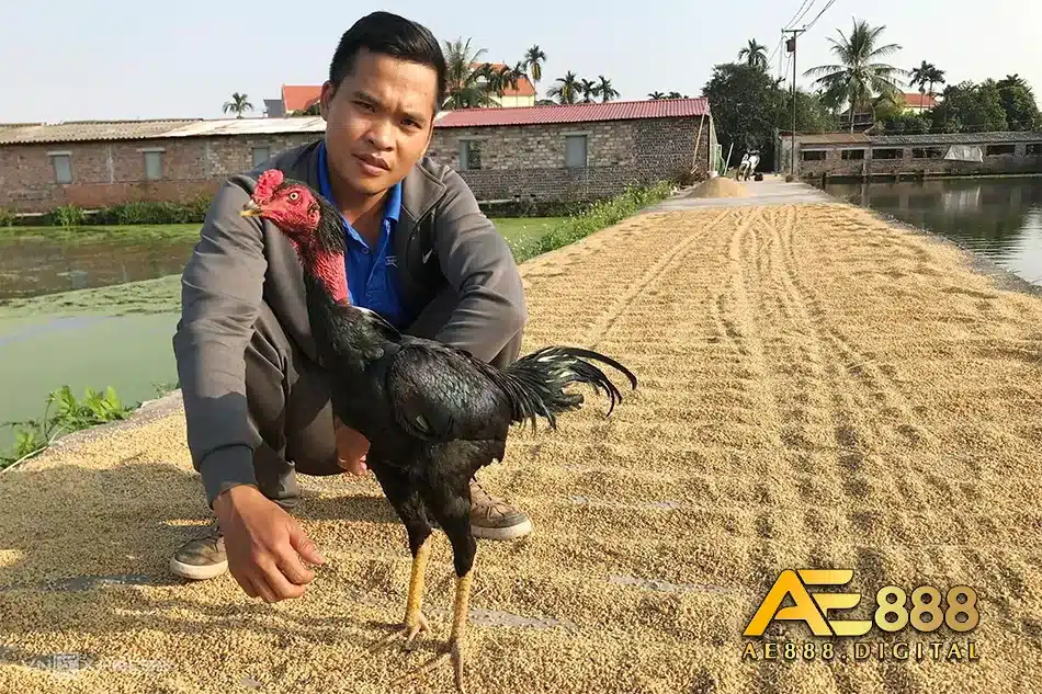 Các phương pháp hỗ trợ điều trị bệnh khô chân ở gà