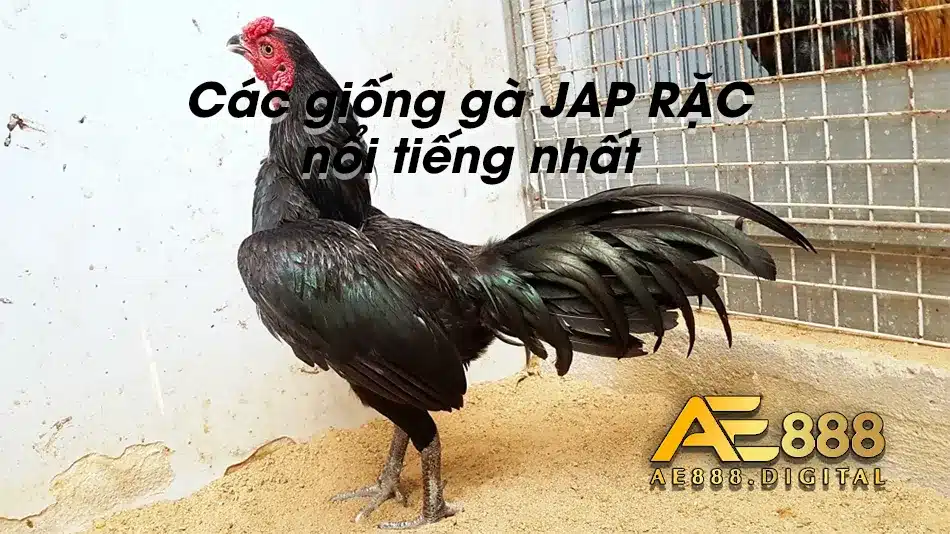 Đierm qua các giống gà chọi JAP RẶC nổi tiếng
