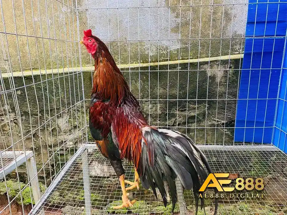 Phong phú với các giống gà chọi ASIL nổi tiếng