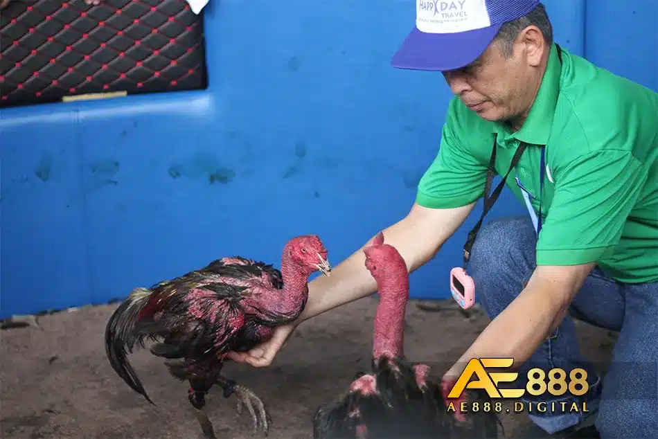 Các giống gà chọi nổi tiếng nhất ở Bình Định