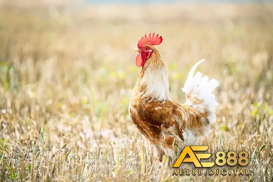 Các nguyên nhân ảnh hưởng đến sức mạnh đường trường