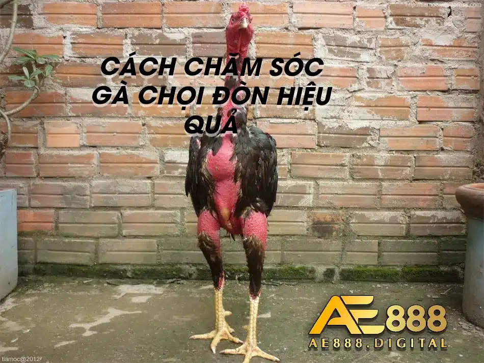 Hướng dẫn cách thức chăm sóc gà Chọi Đòn