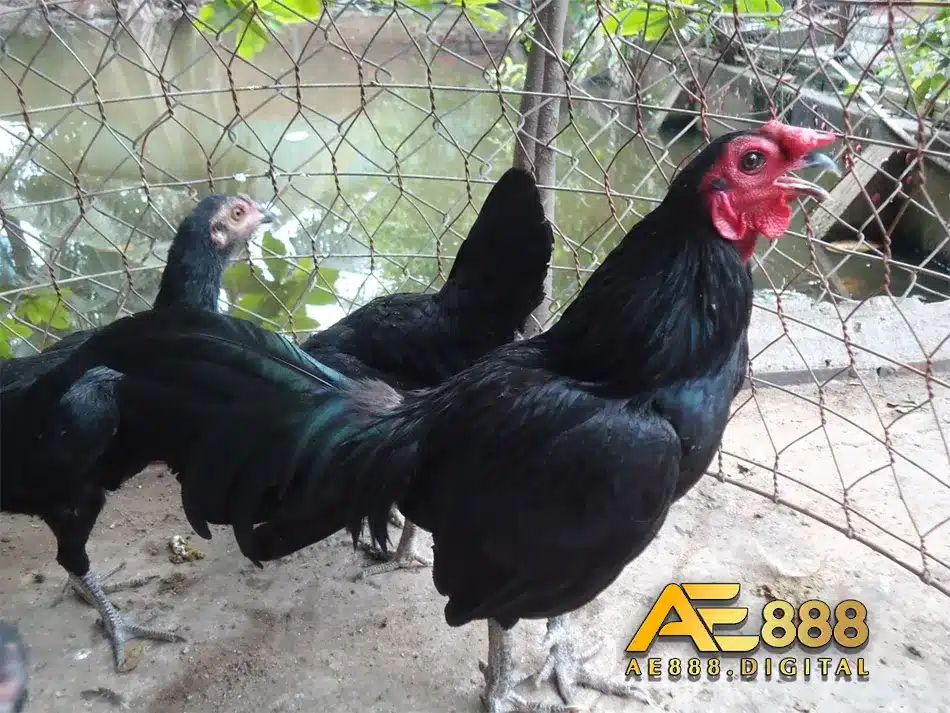 Chọn giống gà PERU và dụng cụ nuôi