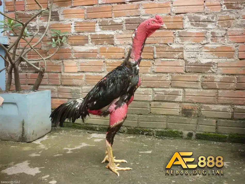Tìm hiểu về cách thức điều trị bệnh khô chân ở gà