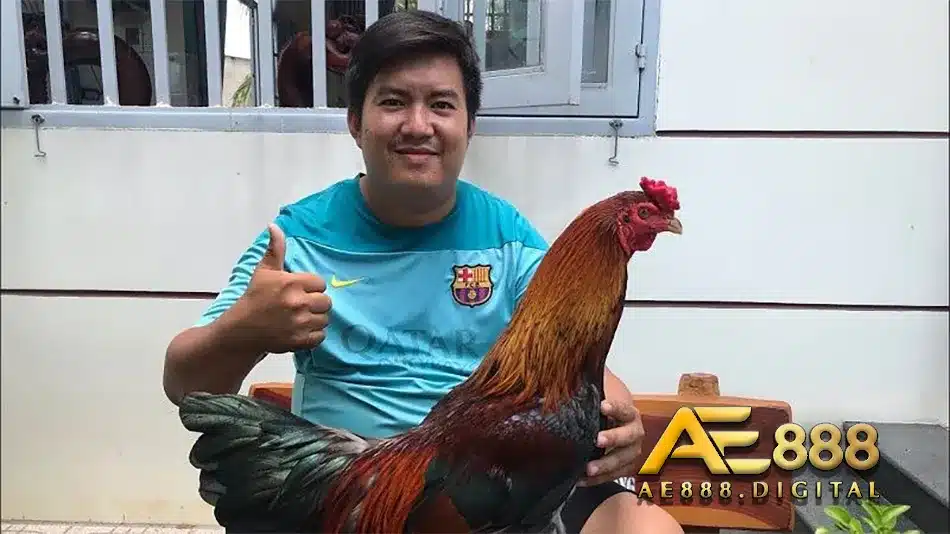 Tìm hiểu cách nuôi gà đá bo lớn đạt hiệu quả