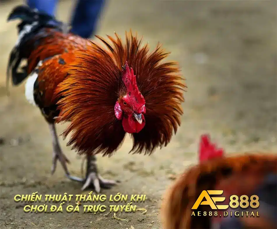 Chiến lược để thắng lớn khi chơi đá gà trên mạng