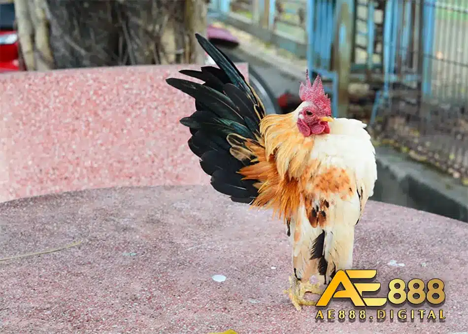 Hướng dẫn chọn gà chọi hay trên chợ tốt