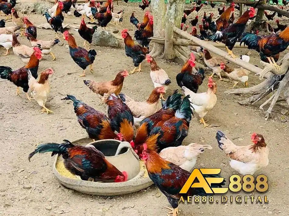 Kham khảo công thức thức ăn cho gà