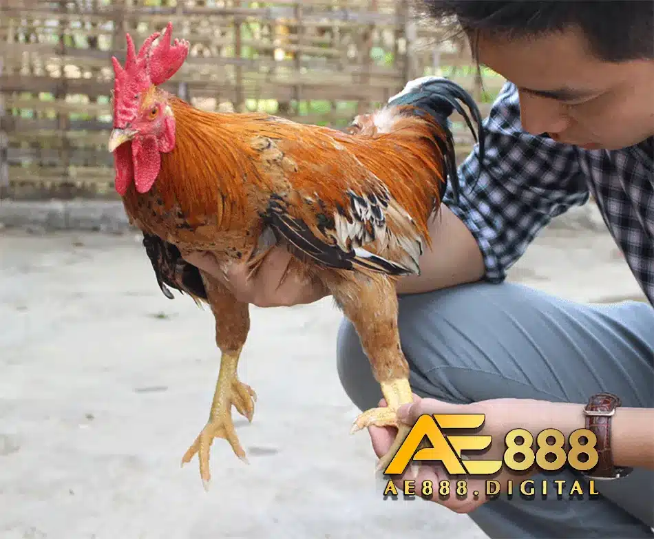 Tìm hiểu về cựa gà lục đinh