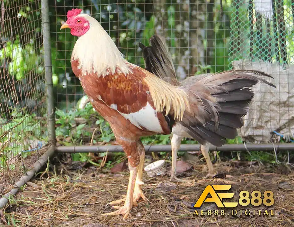 Các đặc điểm nổi trội của dòng gà kelso