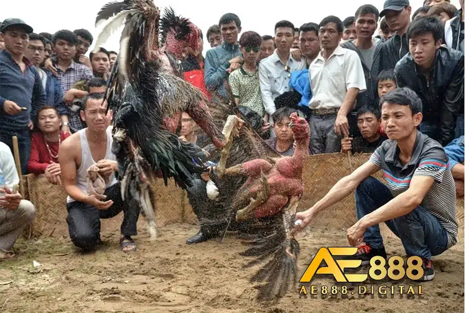Một số đặc điểm nổi bật trên gà đòn Thái Lan