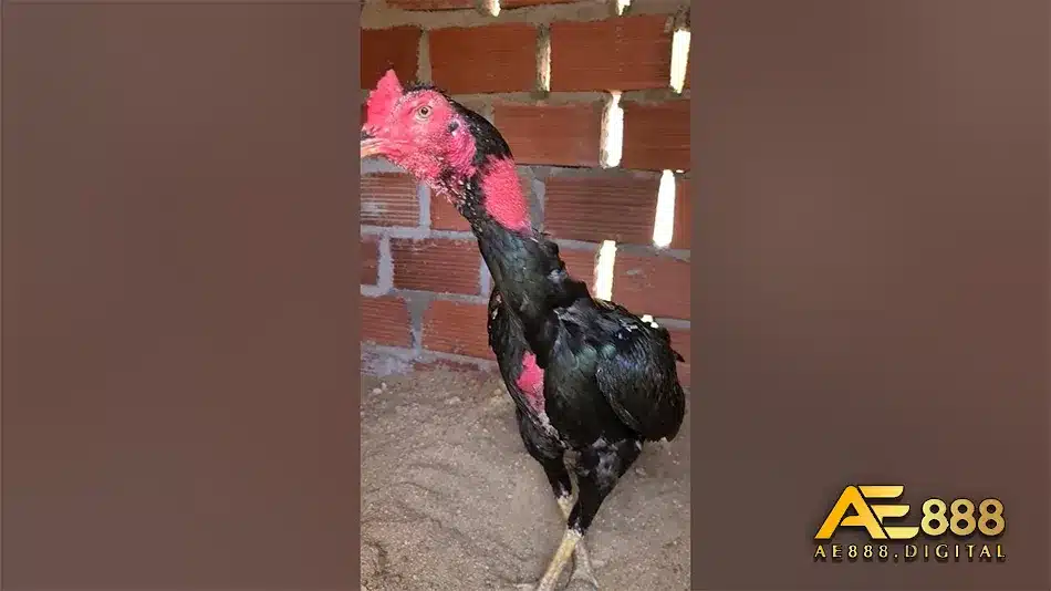 Các nét đặc trưng của gà chọi Bình Định