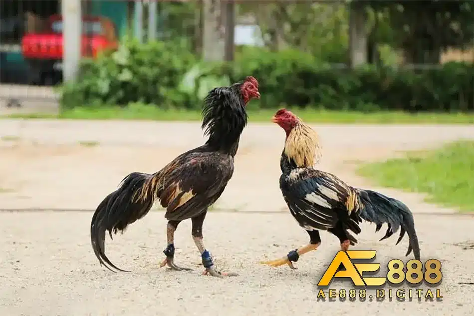 Những dáng đuôi gà chọi chất lượng