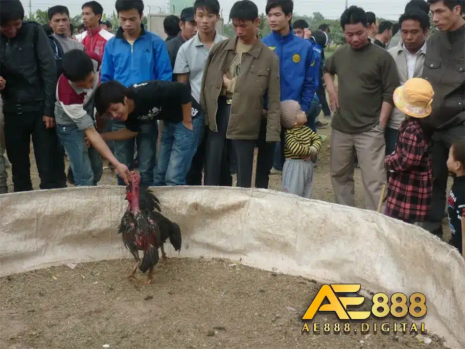 Các trận đấu gà được diễn ra