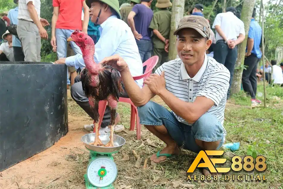 Mua gà nòi ở đâu cho chất lượng