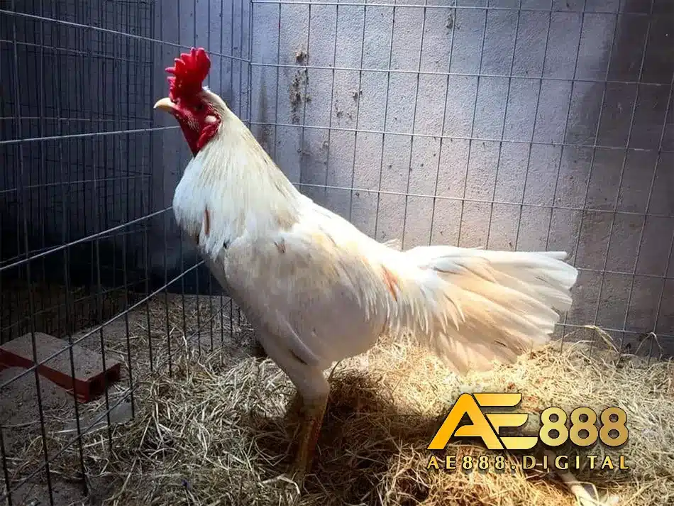 Đồ chơi cho gà chọi swearter