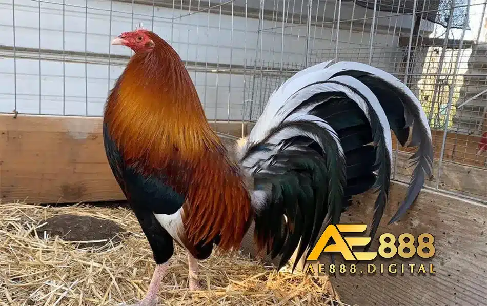 Đam mê với vẻ đẹp của giống gà ASIL