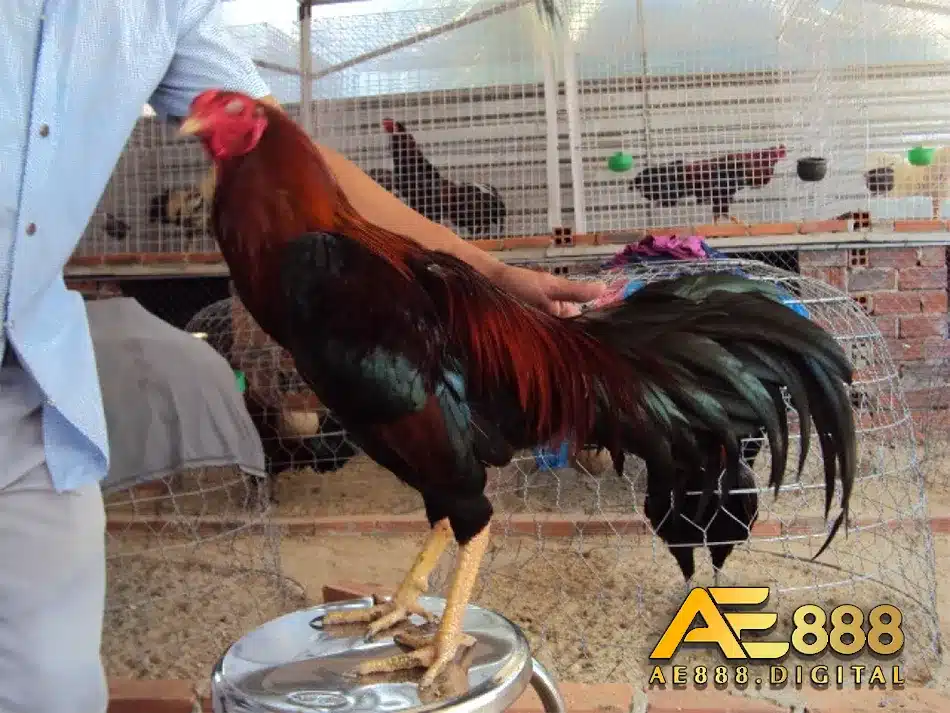 Nhận biết và chọn gà chọi đòn