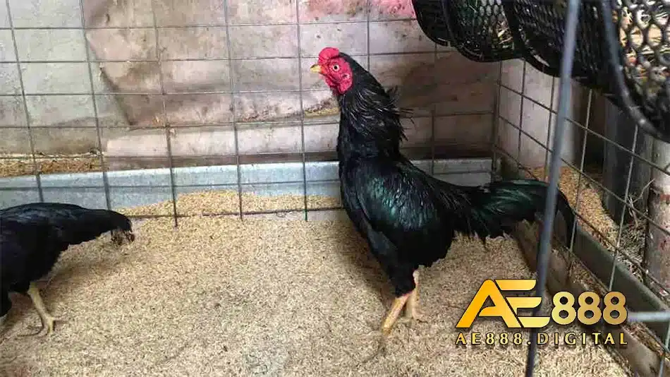 Thực hiện gây giống gà chọi JAP RẶC