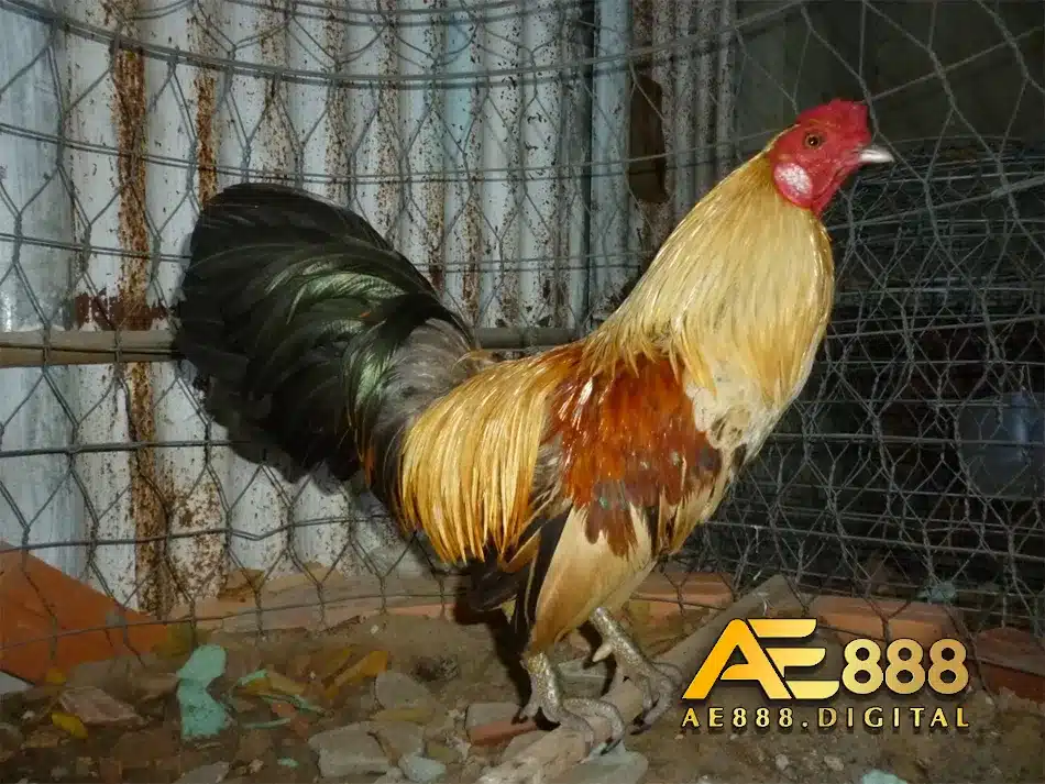 Qúa trình phát tiển của gà từ tơ đến trưởng thành