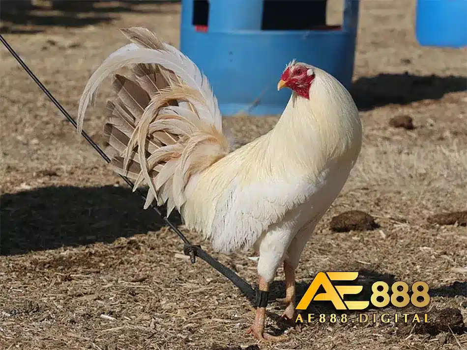 Cách huấn luyện và chăm sóc gà chọi Mỹ