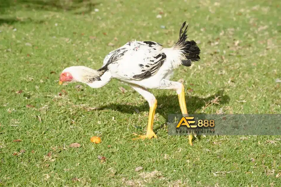 giống gà KO-SHAMO