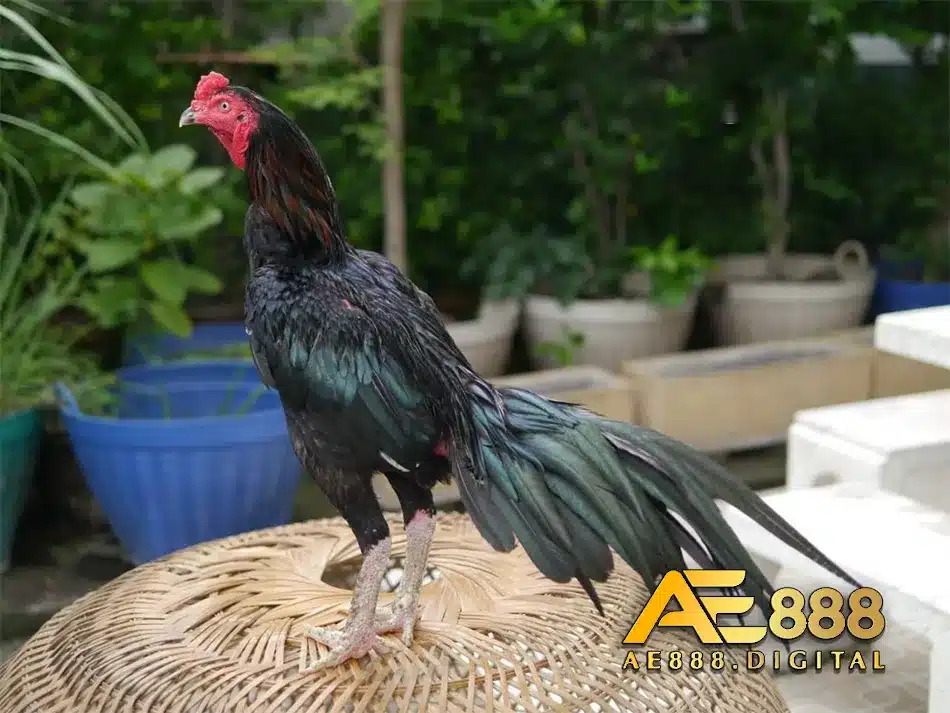 Sự hình thành của gà chọi Thái Lan