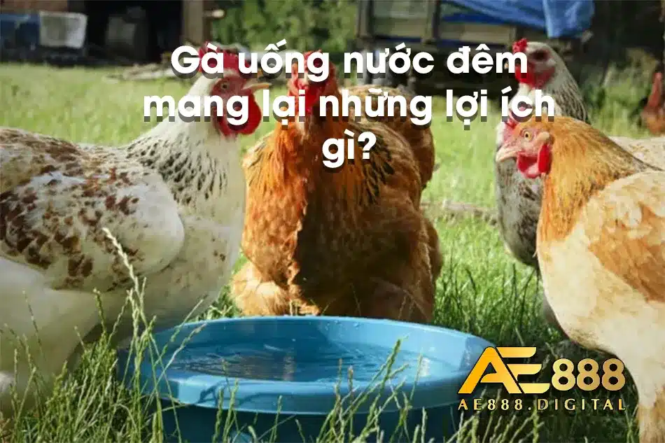 Việc uống nước đêm ở gà mang nhiều lợi ích