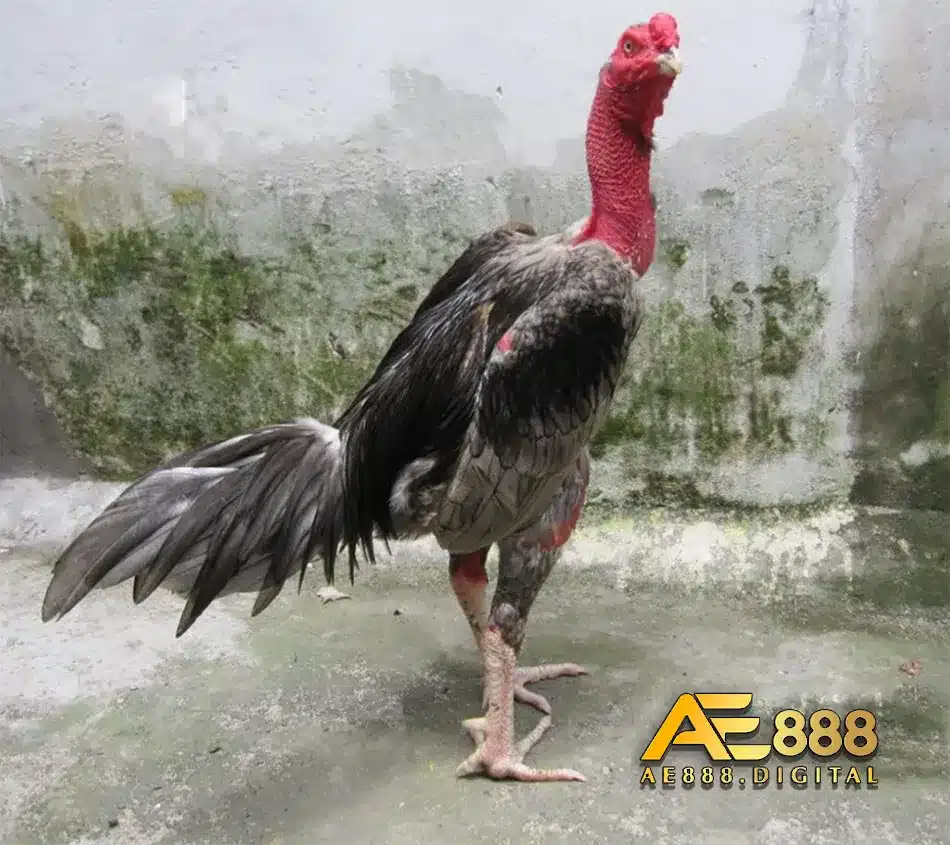 Tìm hiểu dáng vẻ bên ngoài của gà nòi Bình Định