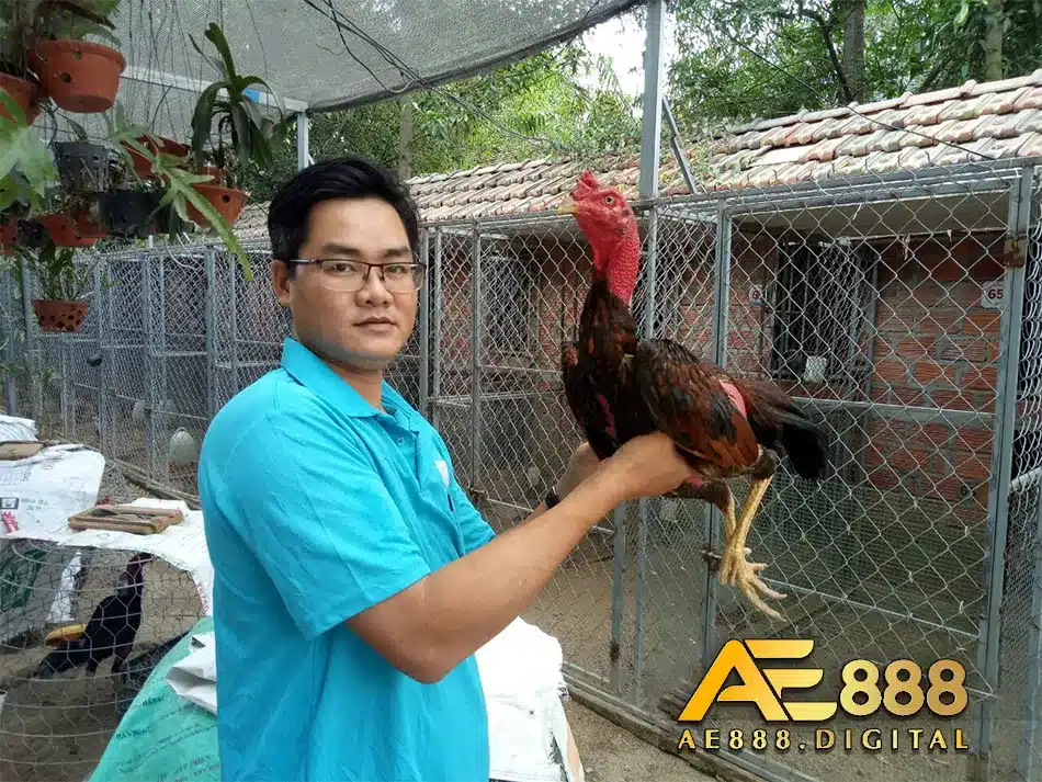 Sự ra đời của giống gà nòi Bình Định