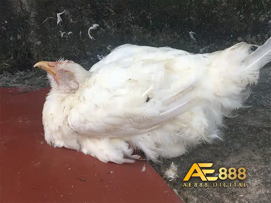 Các nguyên nhân chính gây ra bệnh gà ỉa trắng