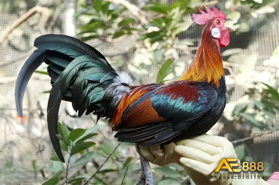 Tập nhử và tung cựa cho gà