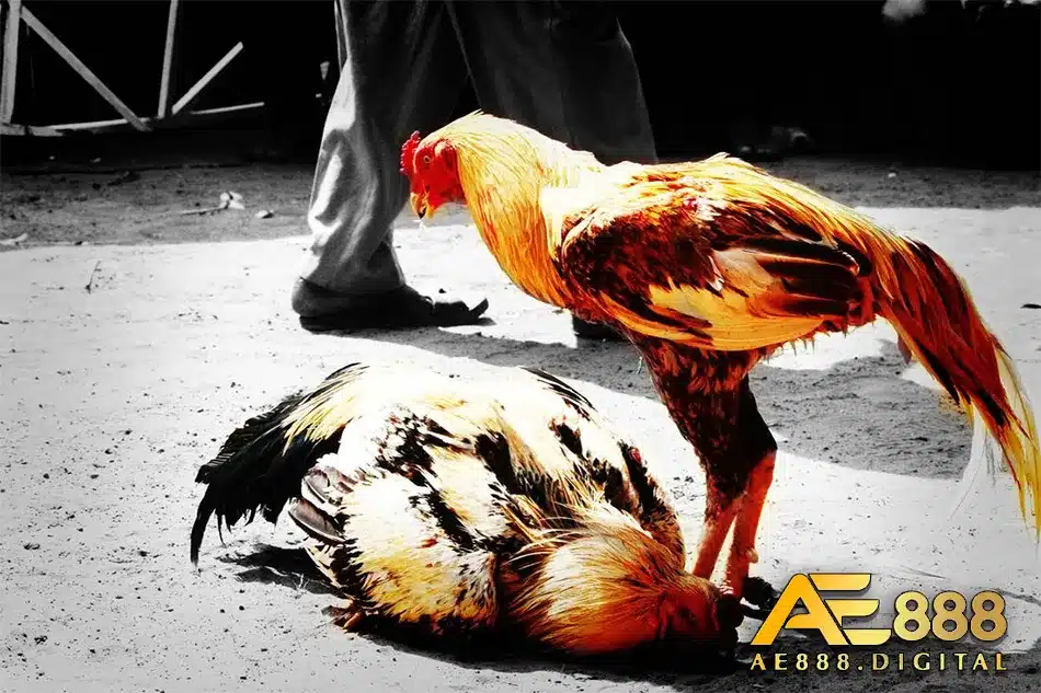 Tìm hiểu về giống gà chợ Lách Bến Tre
