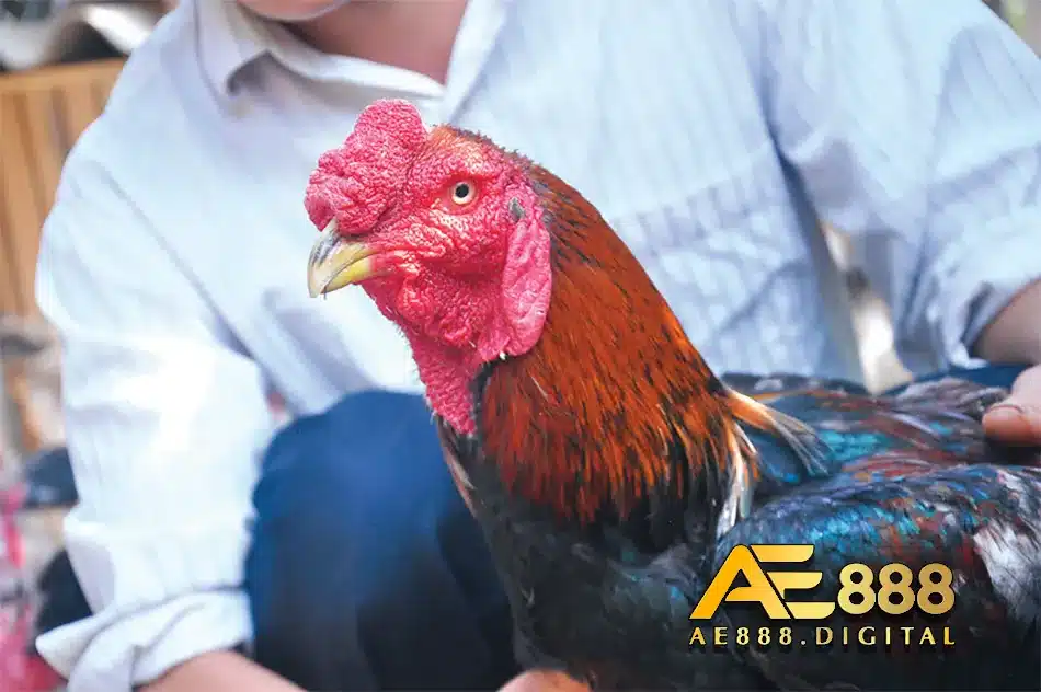 Khám phá cách nuôi và chăm dóc gà Hồ