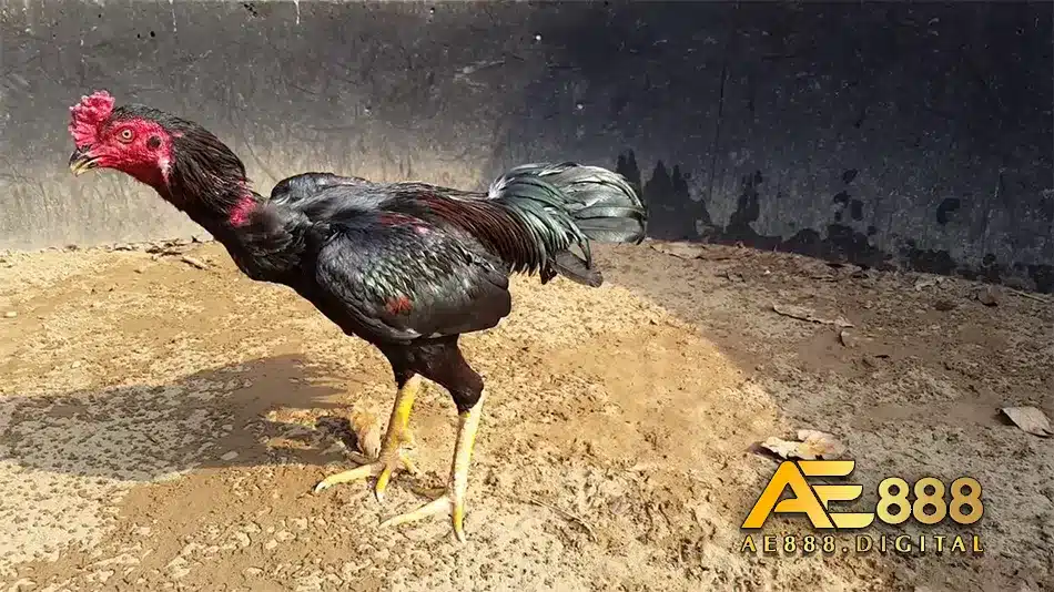 Hướng dẫn phòng và chữa bệnh cho gà chiến tơ