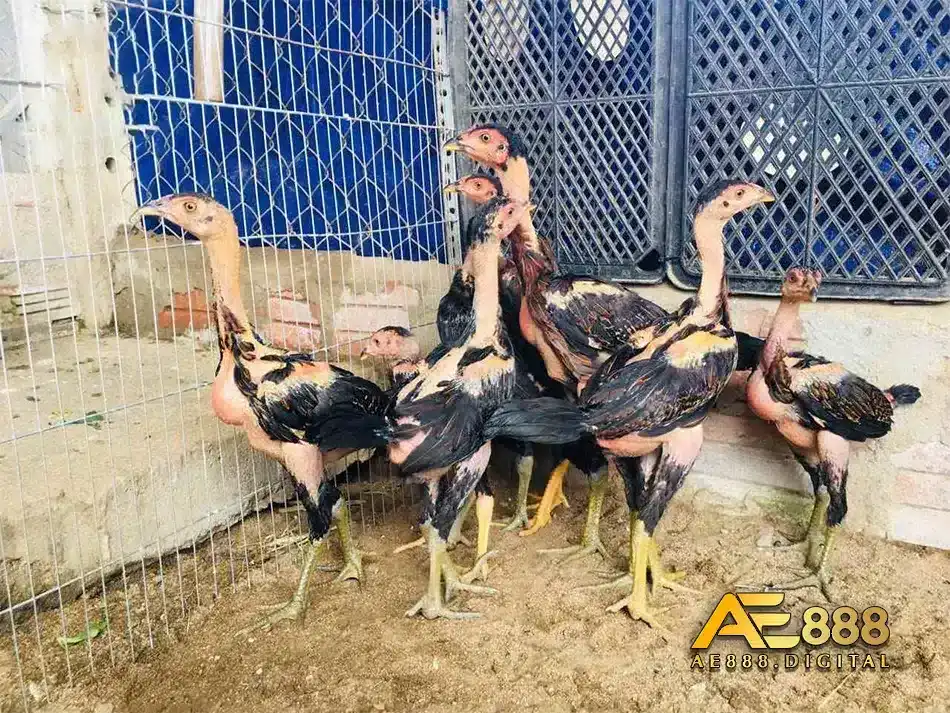 Quan sát và tìm hiểu các thông tin cần thiết