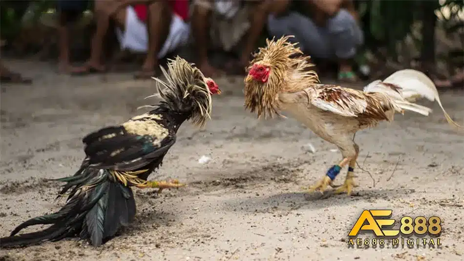 Tìm hiểu các sự kiện đá gà cựa dao