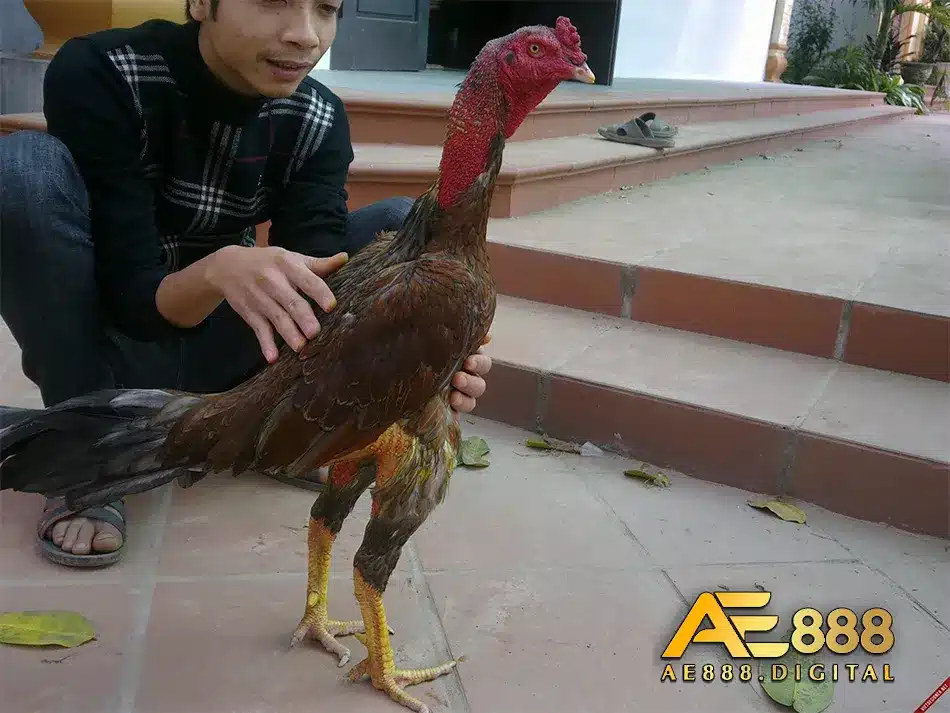 Thực hiện vần gà Chọi Hiệu quả