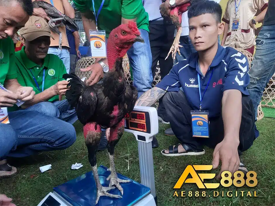 Cân nặng của gà nòi Bình Định