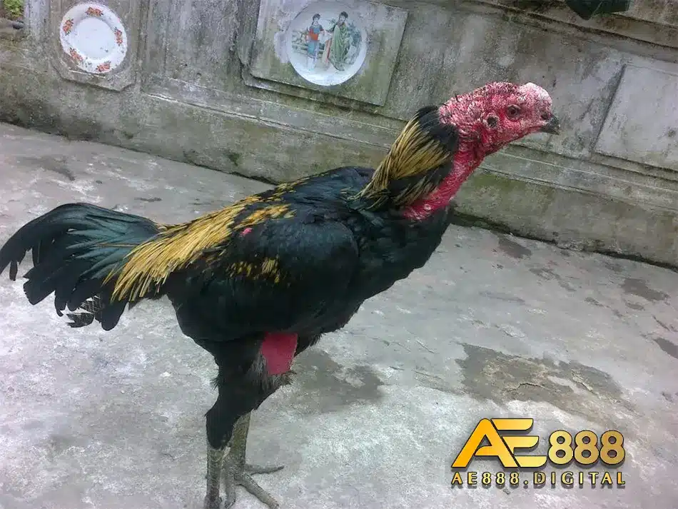 Những tác nhân gây bệnh mốc ở gà